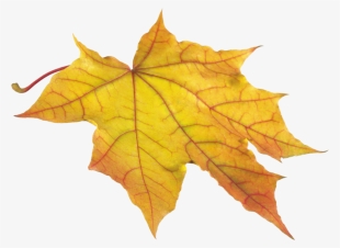 Free Png Autumn Leaf Png Images Transparent - Hojas De Otoño Png #589299