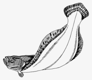 Flatfish Halibut Flounder Computer Icons European Plaice - Drawing Flatfish #589394