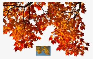 Autumn Leaves Png Banner Library - Real Autumn Leaves Png #589520