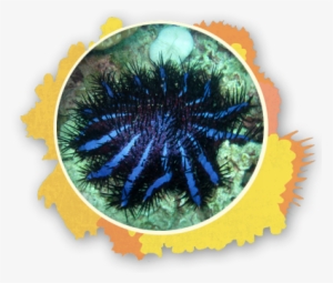 Crown Of Thorns The Snorkel Store Maui Hi - Animal Is Covered With Spines #589547