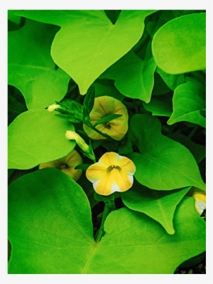 1 - Crown Of Thorns #589596