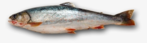 The Fall Fish Is Fat, But Not Just Because It Has A - Fish Food Transparent Background #589652