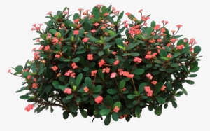 Crown Of Thorns Plant - Crown-of-thorns #589854