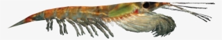 Krill - Antarctic Krill #5800307