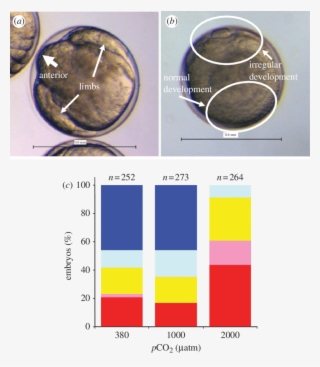 Effects Of Co 2 On Krill Development #5801121
