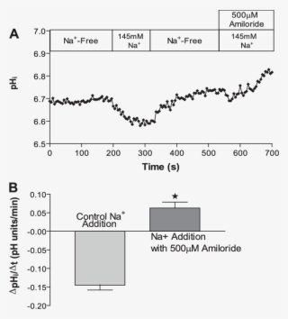 Effect Of 500 M Amiloride On The Na Induced Acidification - Diagram #5805007
