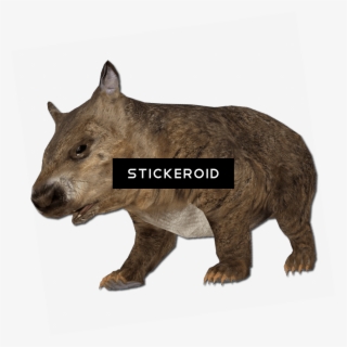 Small Nose - Rhinoceros #5806062