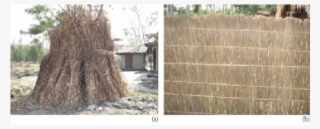 Storage Of Ikra Reed For Further Use, And (b) Making - Wall #5809700