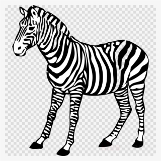 Zebra For Coloring Clipart Coloring Book Baby Zebra - Colouring Pages Of Zebra #5809704