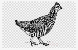 Chicken As Food Clipart Chicken As Food Silkie Fried - Prairie Chicken Clipart #5810397