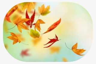 Autumn Fall Leaves Hd - Happy New Month October 1st #5810928