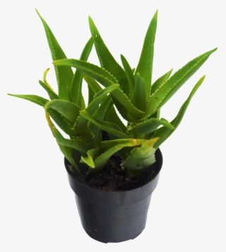1 Pack Climbing Aloe Succulent - Aloe Vera Succulent #5811970
