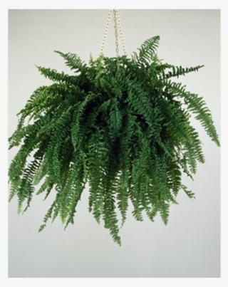 Free Modern Indoor Tree Png - Victorian Time Indoor Plants #5812142