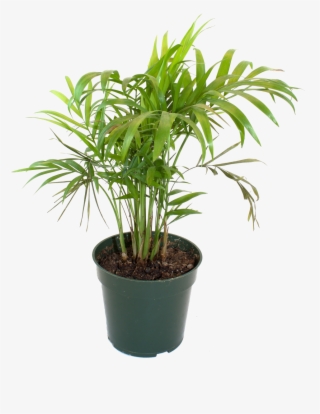 Bamboo House Plant Inspiring Flowerpot Bamboo Houseplant - Bamboo Palm Png #5812504