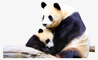 Panda Bear Png #5813146