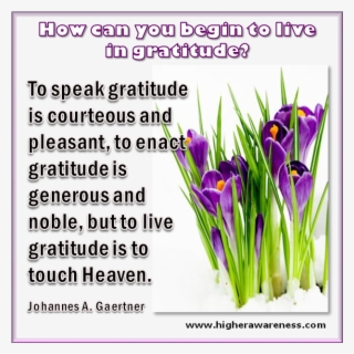 Gratitude - Snow Crocus #5814306