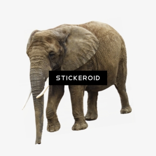 White Elephant Hd Animals - Elephant #5814664