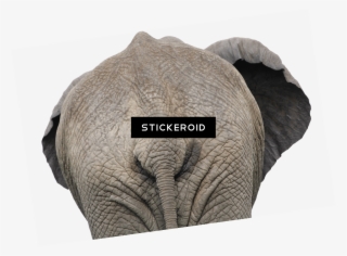 Elephant Back View Close Up - Elephant Butt Humor Canvas Print - Small By Karen Arnold #5814824