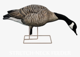 Picture Of **free Shipping** Axp Fusion Honker 6 Pack - Avian X Flocked Geese #5817248