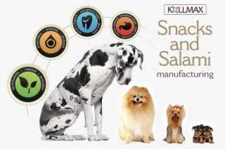Dog - Salami #5819586