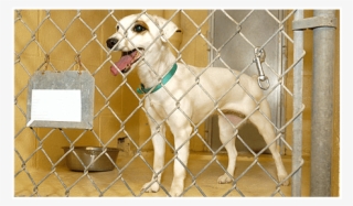 A Caring Atmosphere For Your Furry Friend - Chain-link Fencing #5820902