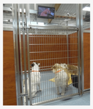 Breakfast And Dinner Are Served On Place Mats - Stay & Play Pet Resort Inc #5821114