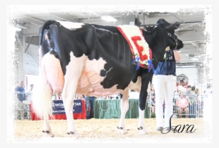 The Little Cow That Could - Cattle #5824977