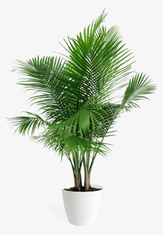 It's Our First Anniversary And We're Having A Party - Home Plant That Purifies Air #5827600