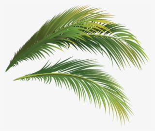 Local News Headlines - Attalea Speciosa #5827723