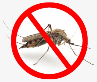 Any Way You Look At It, Mosquitoes Cause Problems But - California Mosquitoes Size #5829536