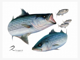 Striped Bass #5832122