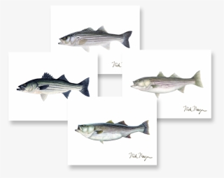 Striped Bass Boxed Assortment - Cafepress Striper New Sig Tile Coaster #5832167
