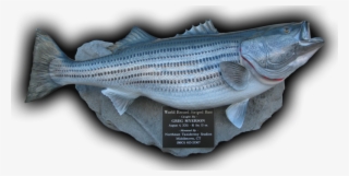 World Record Striped Bass Fish Mount Replica 81 Lbs, #5832170