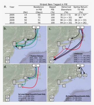 Connectivity, Specificity, And Fidelity In Striped #5832326