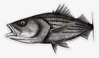 Striped Bass Facts Striperspacecom #5832881