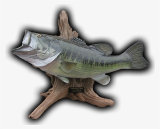 23" Largemouth Bass Fish Mount Replica - Bass #5832952