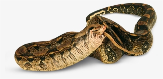 Types Of Reptiles Facts Dk Find Out - Reptiles En Png #5835167