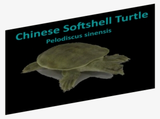 Reptile Signs 08 - Sea Turtle #5835619