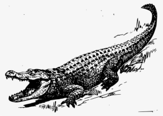 Banner Royalty Free Stock Crocodile Clipart Reptile - Crocodile Black And White #5835757