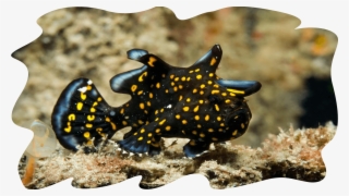 Muck3 - Echinoderm #5836776