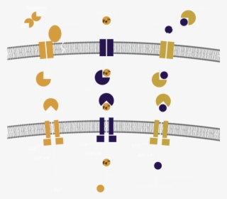 Pathway - Byu-pathway Worldwide #5837965