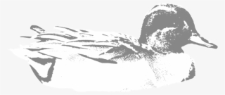 Greenwing - Portable Network Graphics #5840048