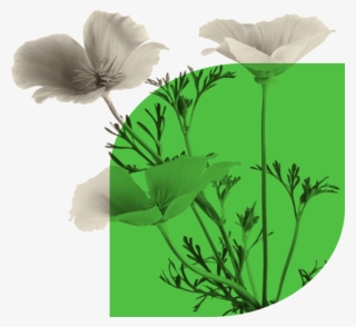 California Poppy Works Especially Well For Sleeplessness - California Poppy #5840421