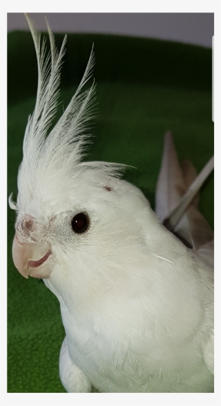 Sightings - Cockatiel #5841349