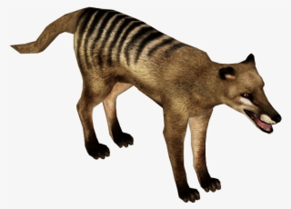 Thylacine - Free Transparent PNG Download - PNGkey