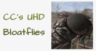 Straight Donations Accepted - House Fly #5844031