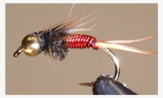 Red Copper John - Insect #5844087