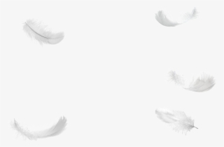 1495816576five Feathers Falling No Background Png - Portable Network Graphics #5844190