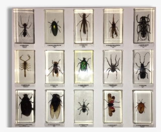 Insect #5844284