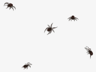 Wolf Spider #5844663